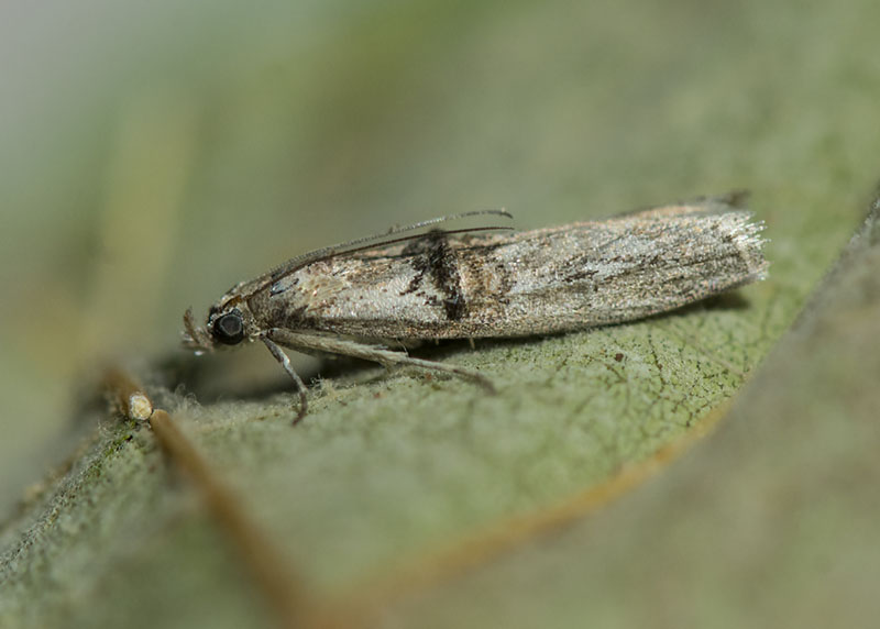 Pyralidae: Nephopterix angustella